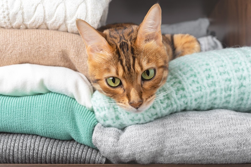 mèo bengal nằm trên áo len dệt kim trong tủ