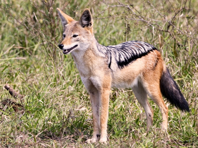 black backed jackal standing on the wild