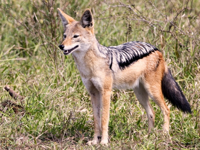 What Is a Jackal? Key Facts & Connection to Dogs | Hepper