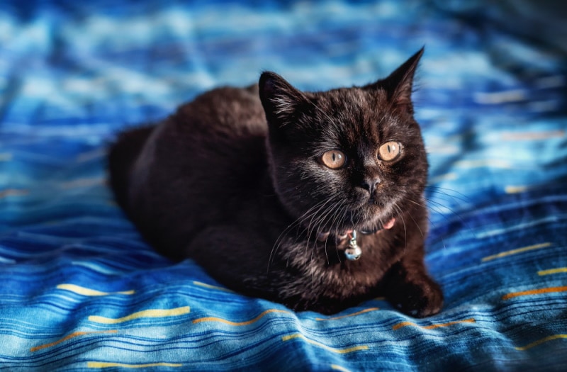 black britisg shorthair cat lying