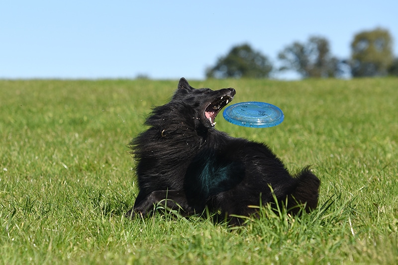 black dog playing frisbee at the park