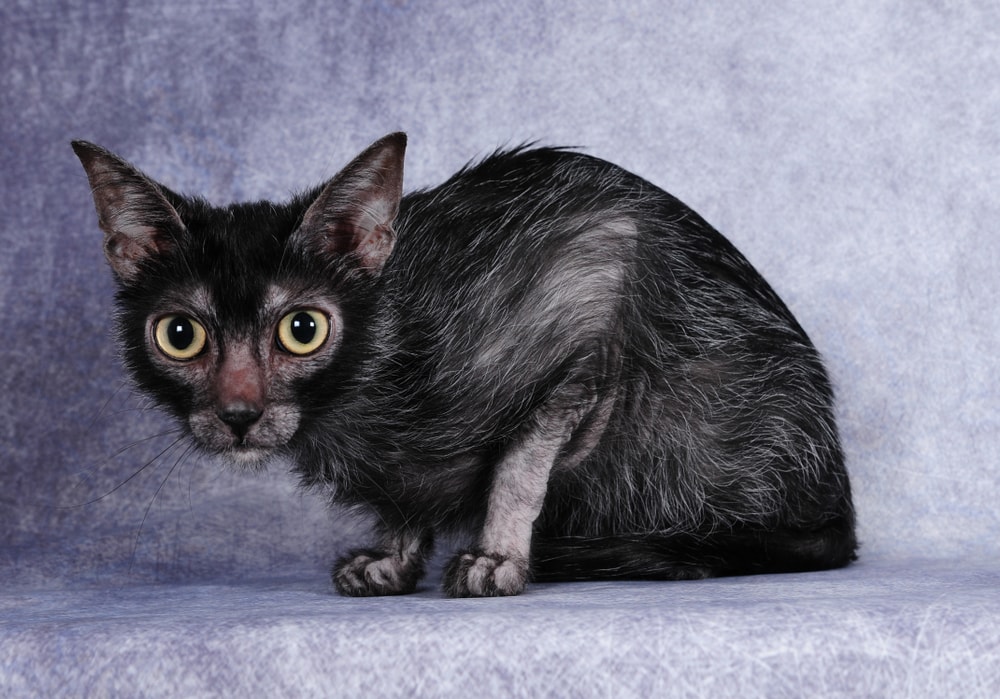 black lykoi werewolf cat