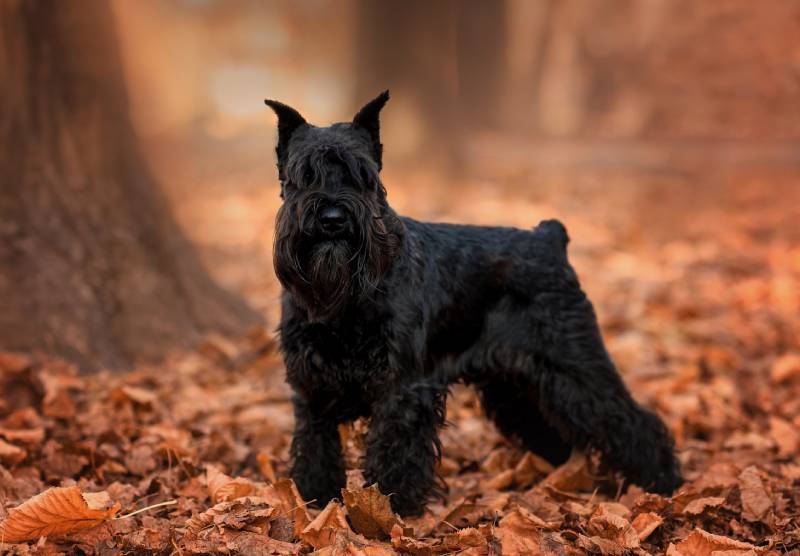 black miniature schnauzer dog in autumn in the leaves in the park
