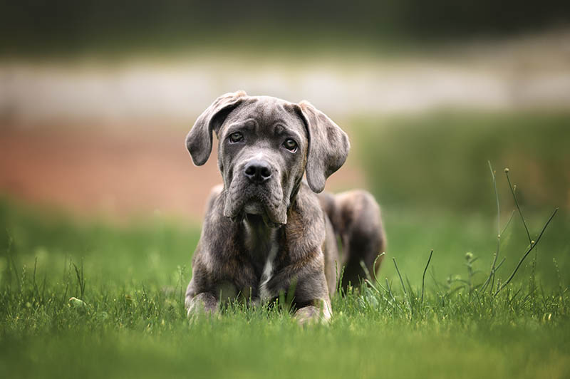 blue brindle cane corso puppy