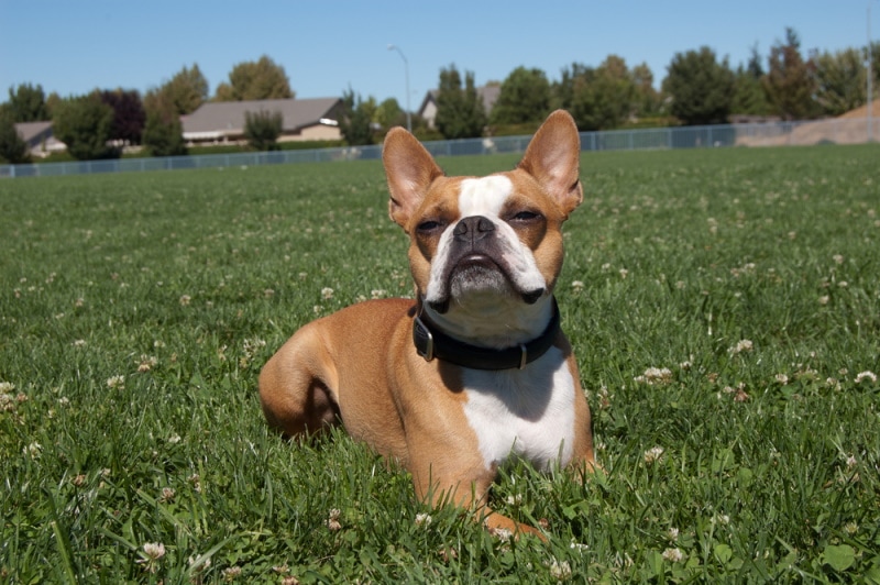 A Boston Terrier sitting on a green lawn