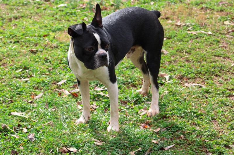 boston terrier standing in the grass