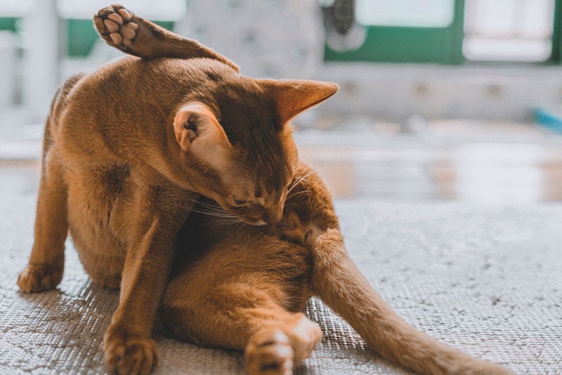 brown cat licking grooming its genital