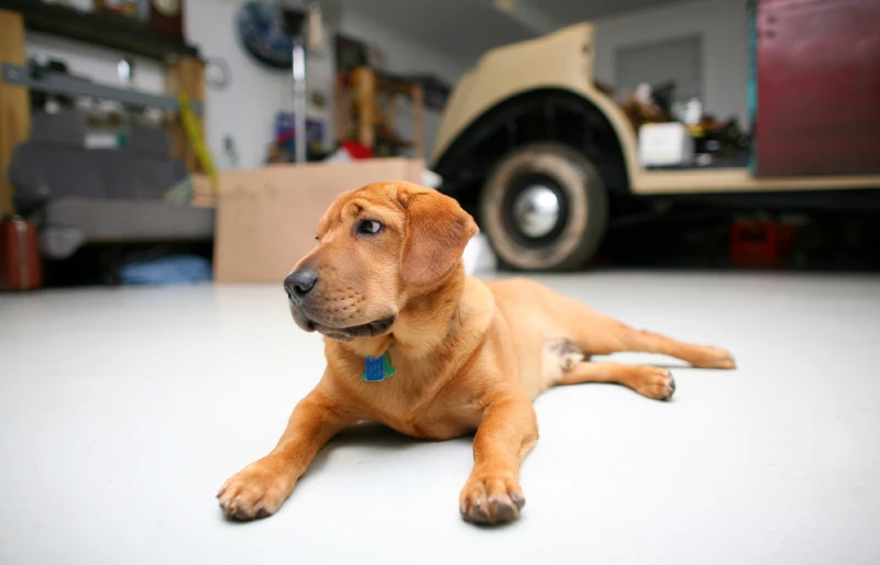 brown dog lying on garage floor