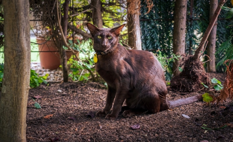 brown oriental shorthair cat sitting outdoor
