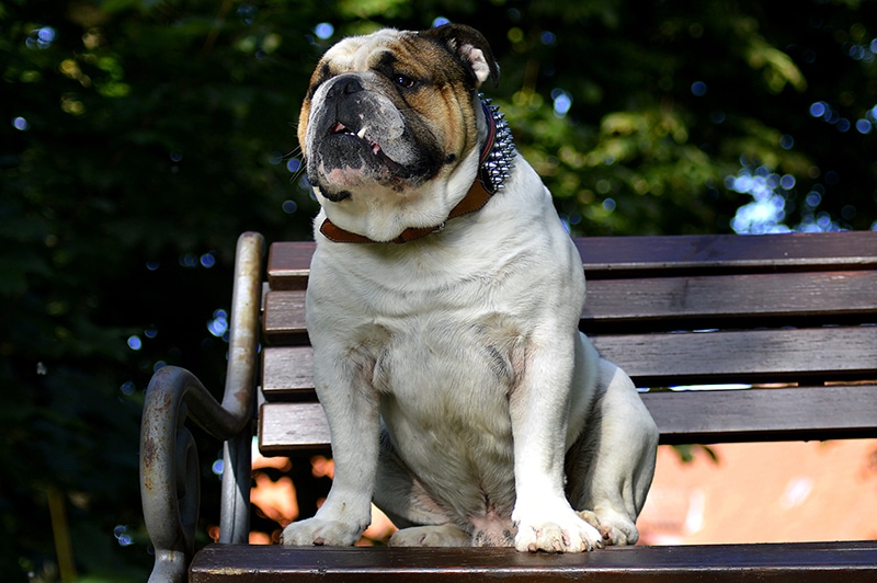 bulldog sitting on a bench in the park