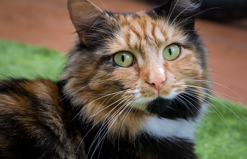 calico ragdoll up close