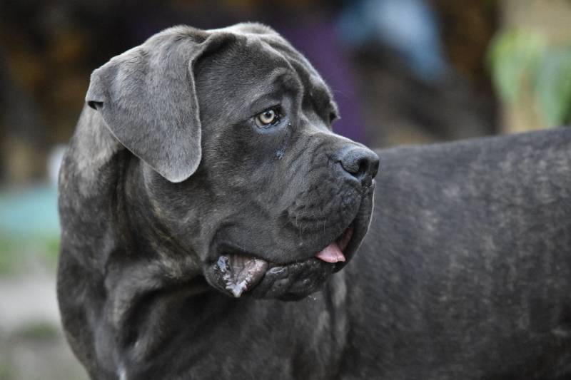 cane corso dog looking at the side