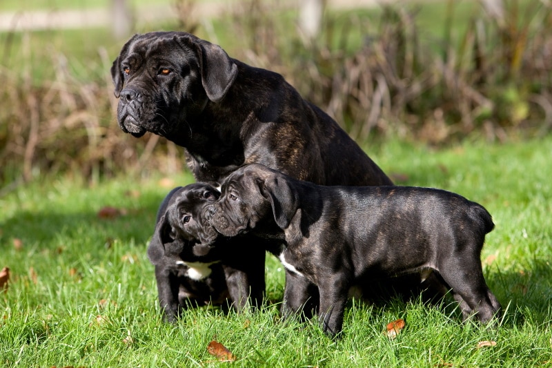 cane corso dogs on the grass