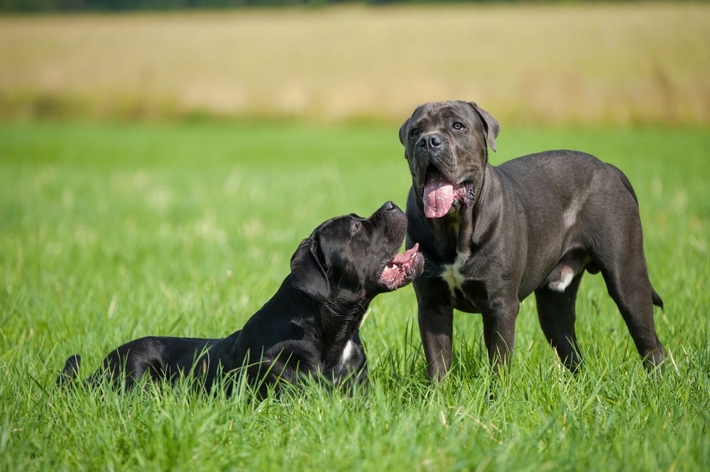 cane corso english mastiff mix