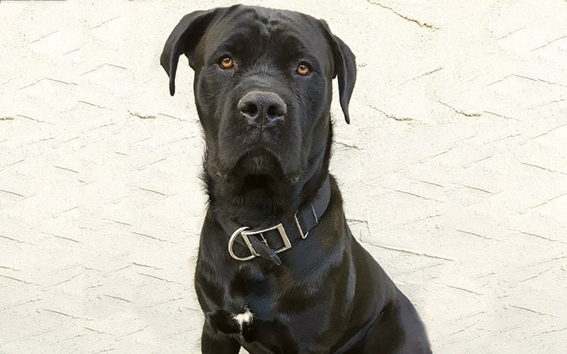 cane corso presa canario mix