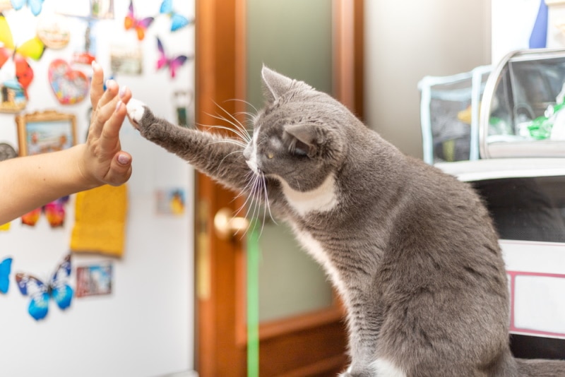 cat gives her owner a paw