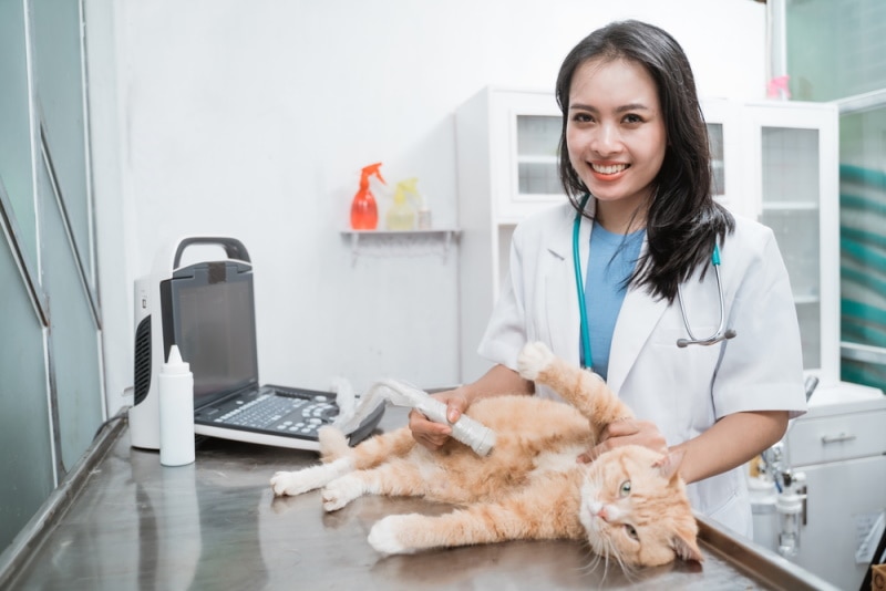 con mèo có một âm thanh siêu