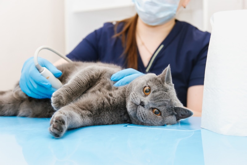 mèo đi siêu âm ở phòng khám thú y