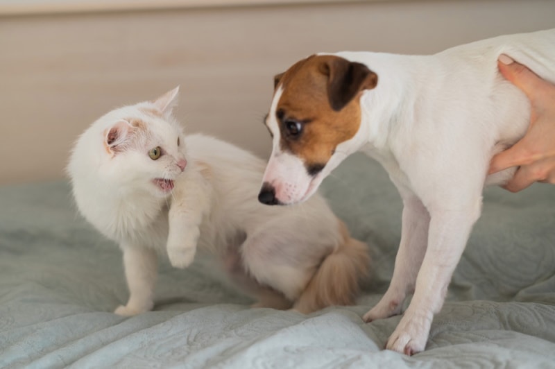 cat hissing on dog