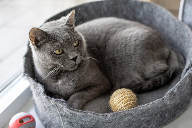 How Often Should I Wash My Cat's Bed? Vet Approved Tips Hepper