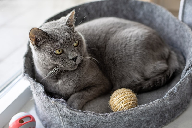 cat lying in its bed with toy