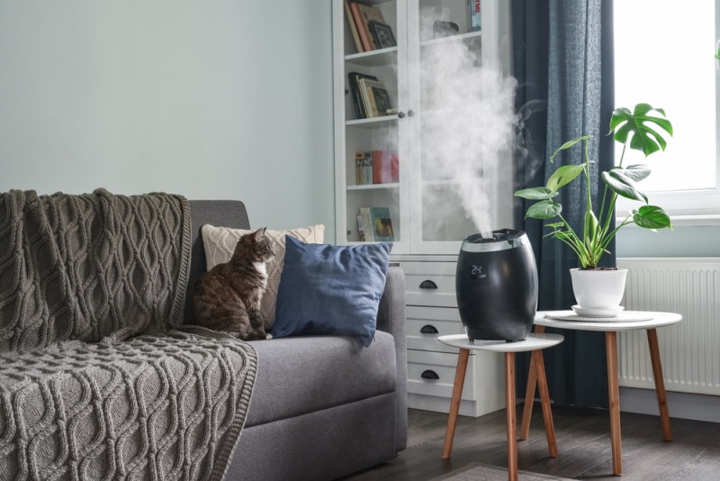 mèo ngồi trên đi văng gần máy tạo độ ẩm