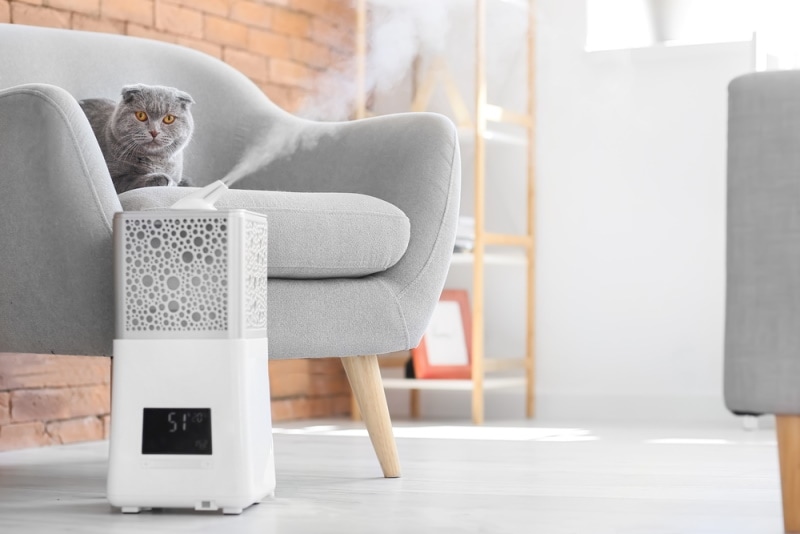 cat sitting near humidifier