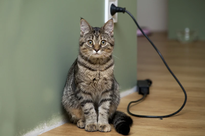 cat sitting on the floor near electrical outlet and wire