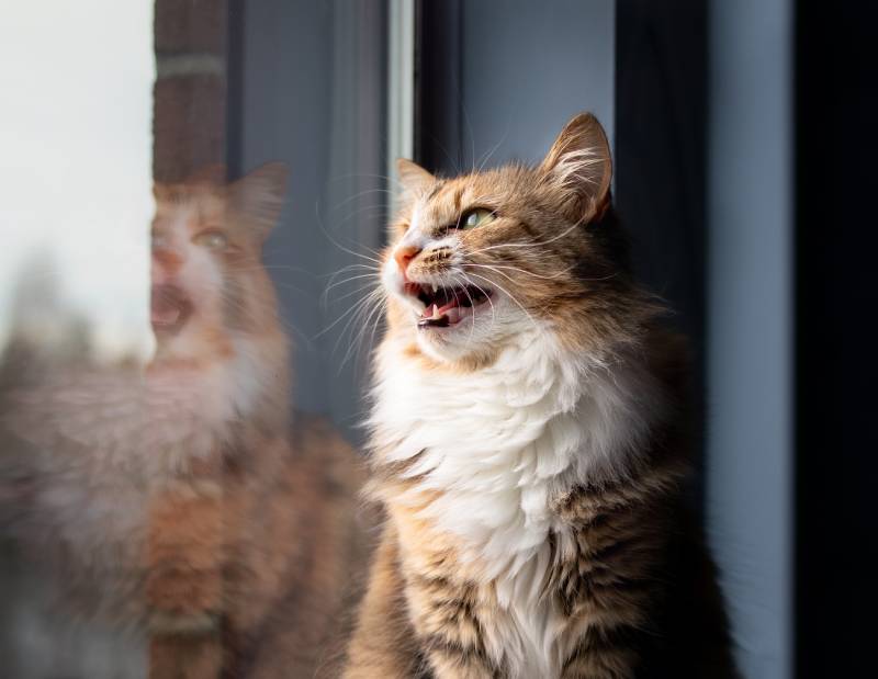 cat sitting on windowsill while vocalizing with mouth wide open