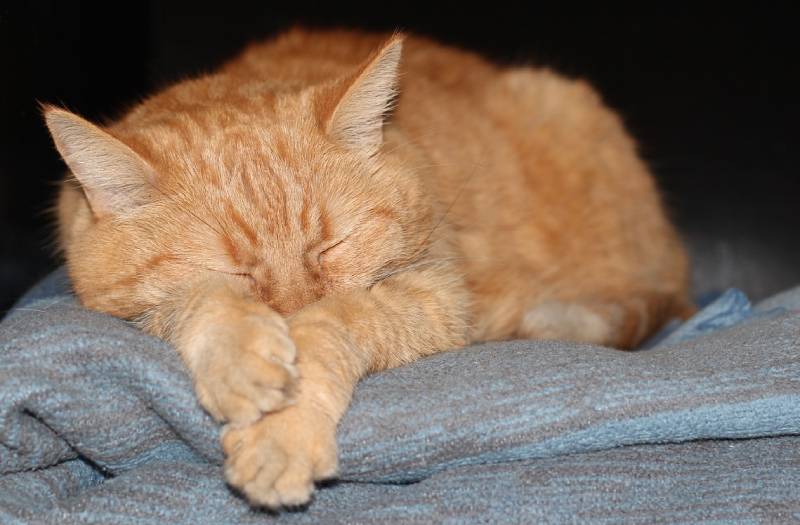 cat sleeping with paws crossed