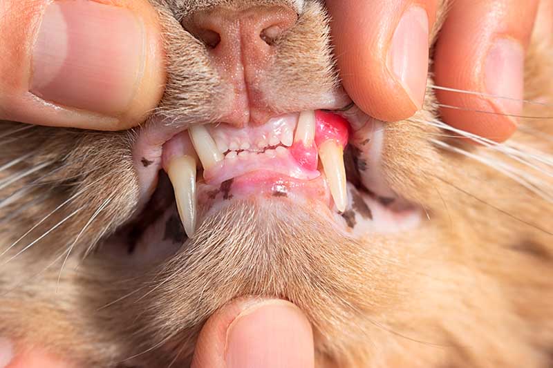 gingivitis, cat teeth resorption,