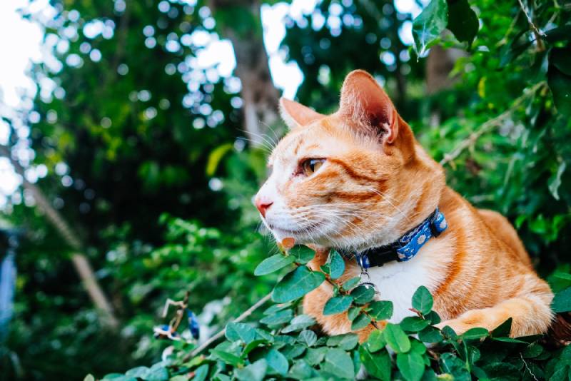 cat wearing blue collar outside