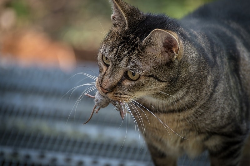 cat with dead mouse