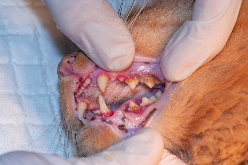 kiểm tra răng mèo bởi bác sĩ thú y, viêm nha chu