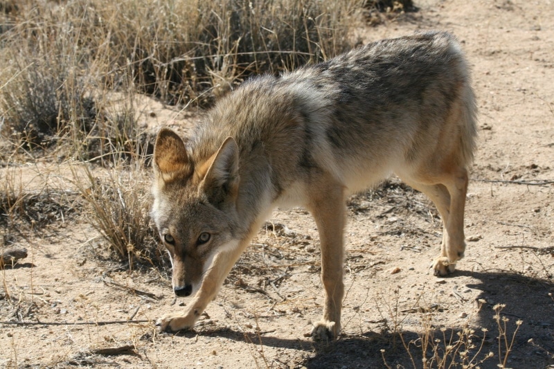cayote đi bộ trong tự nhiên