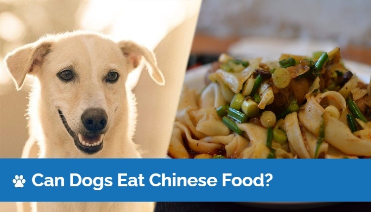 Can Dogs Eat Chinese Food?