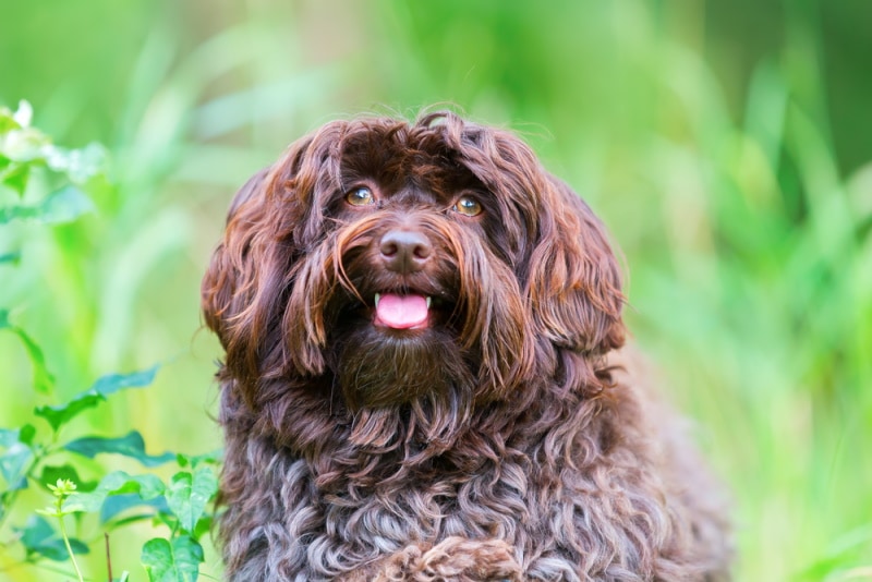 chocolate havanese on the grass