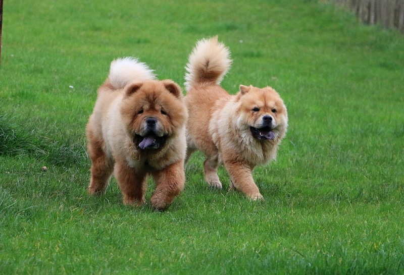 chow chow dogs walking in the grass