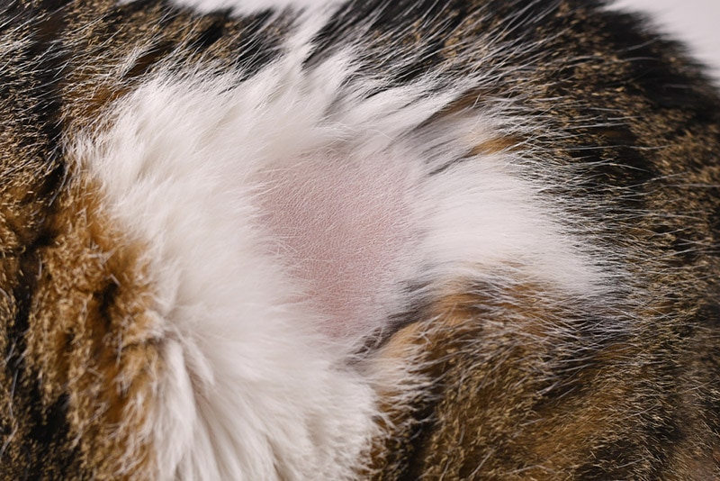 close up of bald spot in fur of domestic cat