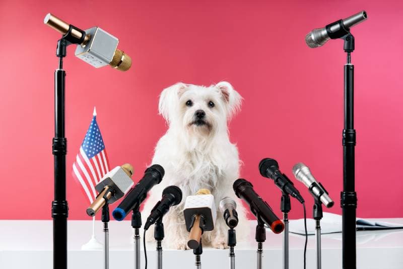 khái niệm về một chính trị gia chó trong một cuộc họp báo
