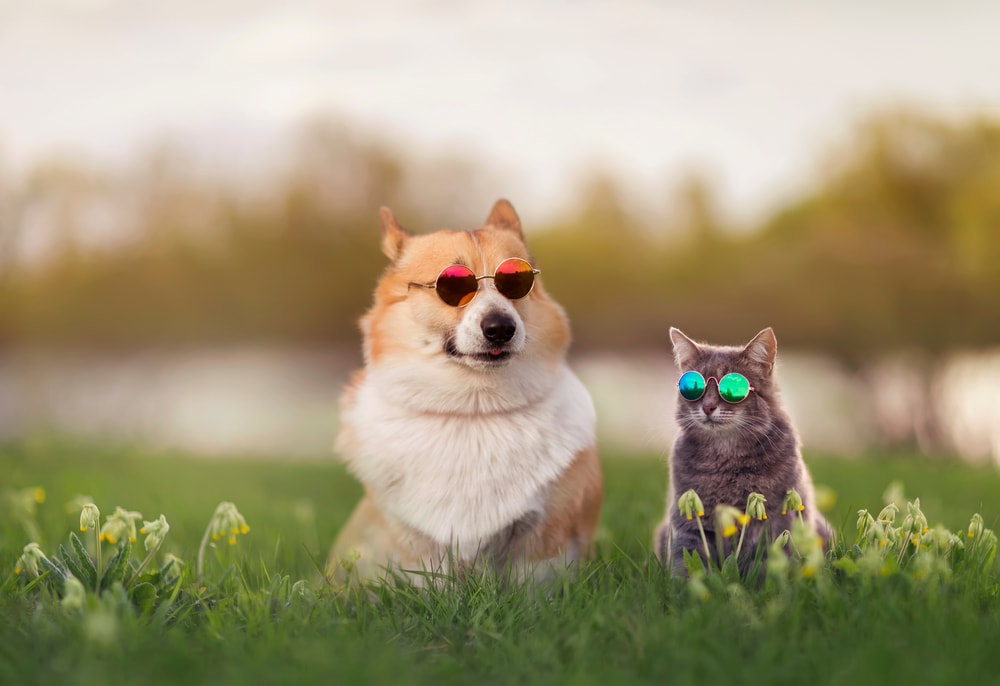 Corgi dog and striped cat sit on grass with sunglasses on
