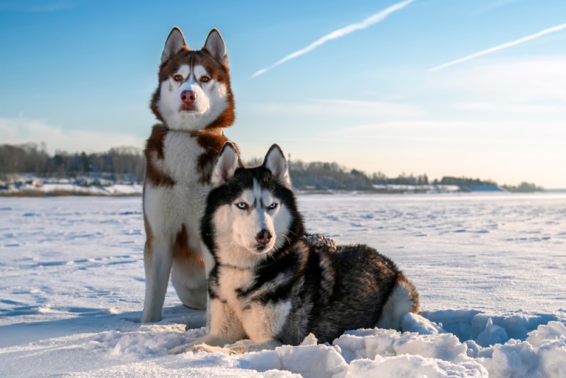 couple siberian husky dogs in the snow