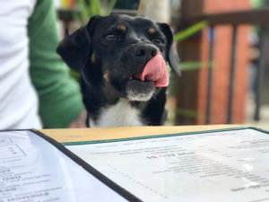 dog dining at a restaurant