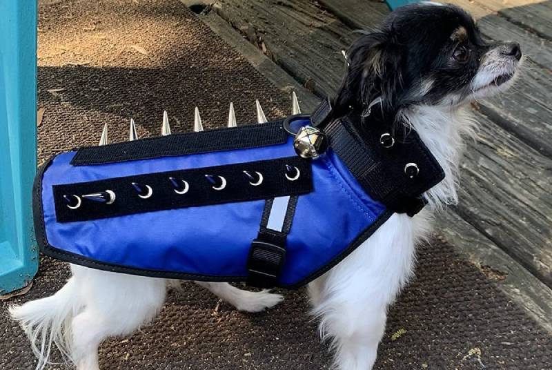 hai con chó mặc áo coyoto
