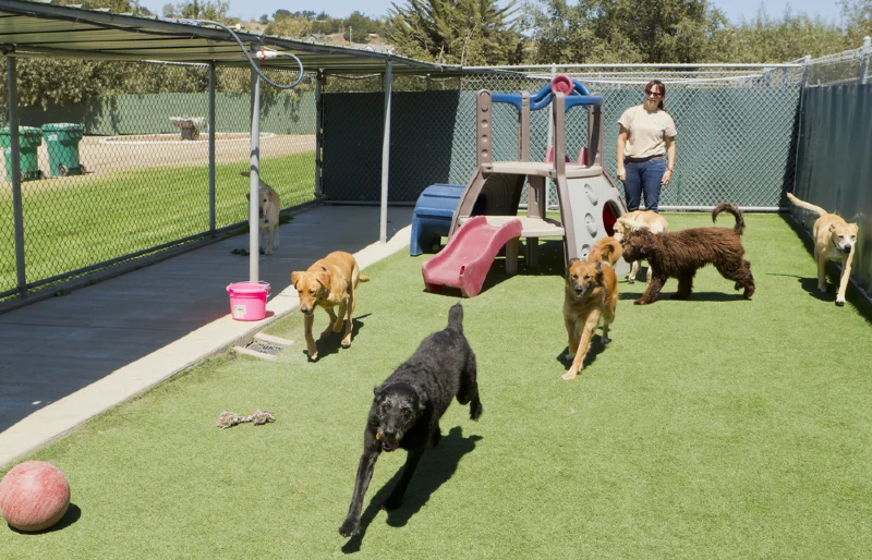 dogs playing at a dog boarding kennel