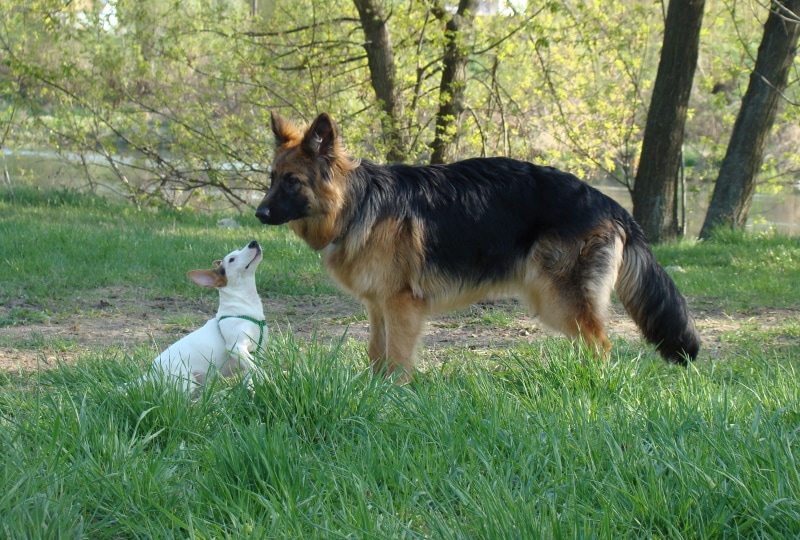 dogs playing in the park