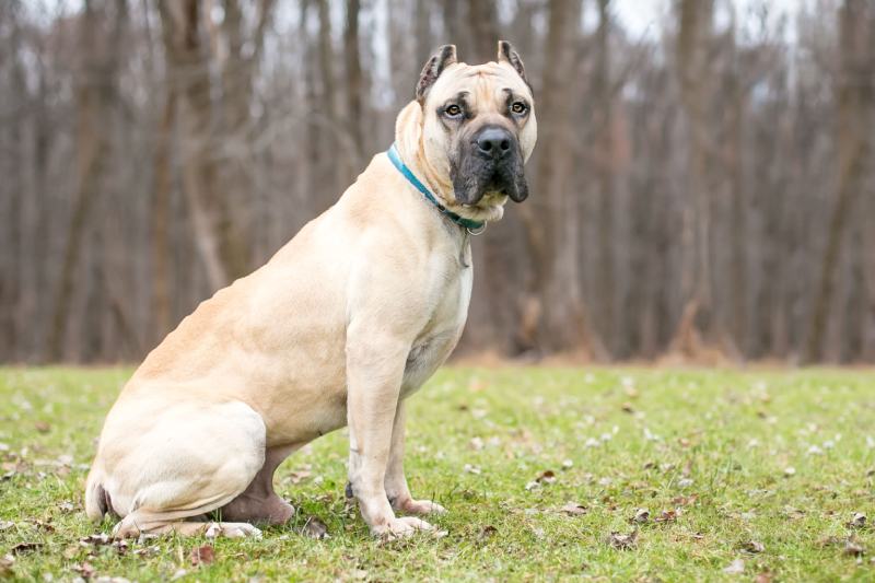 fawn colored Cane Corso mastiff dog with cropped ears sitting outdoors