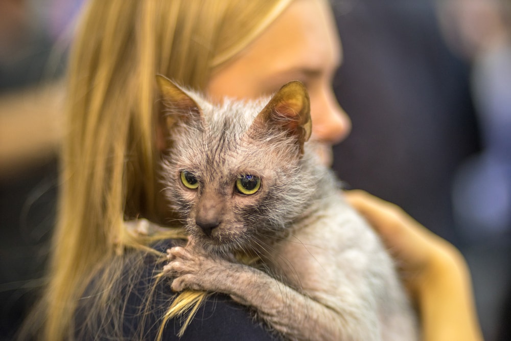 female owner hugging lykoi cat