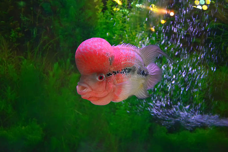 flower cichlid in the aquarium