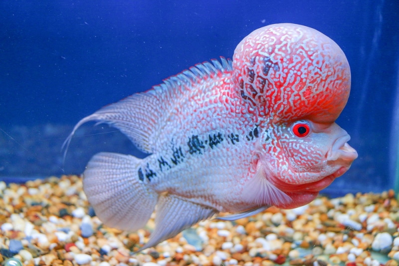 flowerhorn cichlid in aquarium
